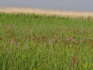 Blumenwiese