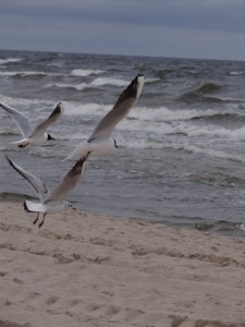 DSC03363-e1487436573405