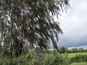 DSC03595-e1487436224333