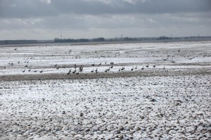 Gänse