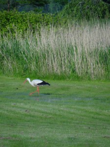 Storch